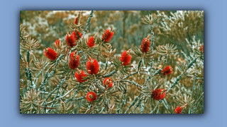 1993_WA_D05-17-20_Albany Flaschenbuerste (Callistemon speciosus).jpg